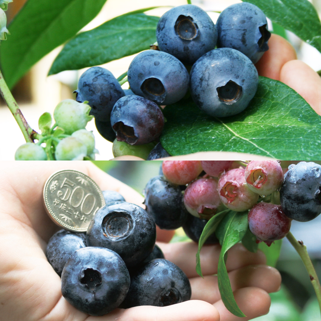 国華園オンラインショップ / 果樹苗 ブルーベリー 挿木大実ハイ