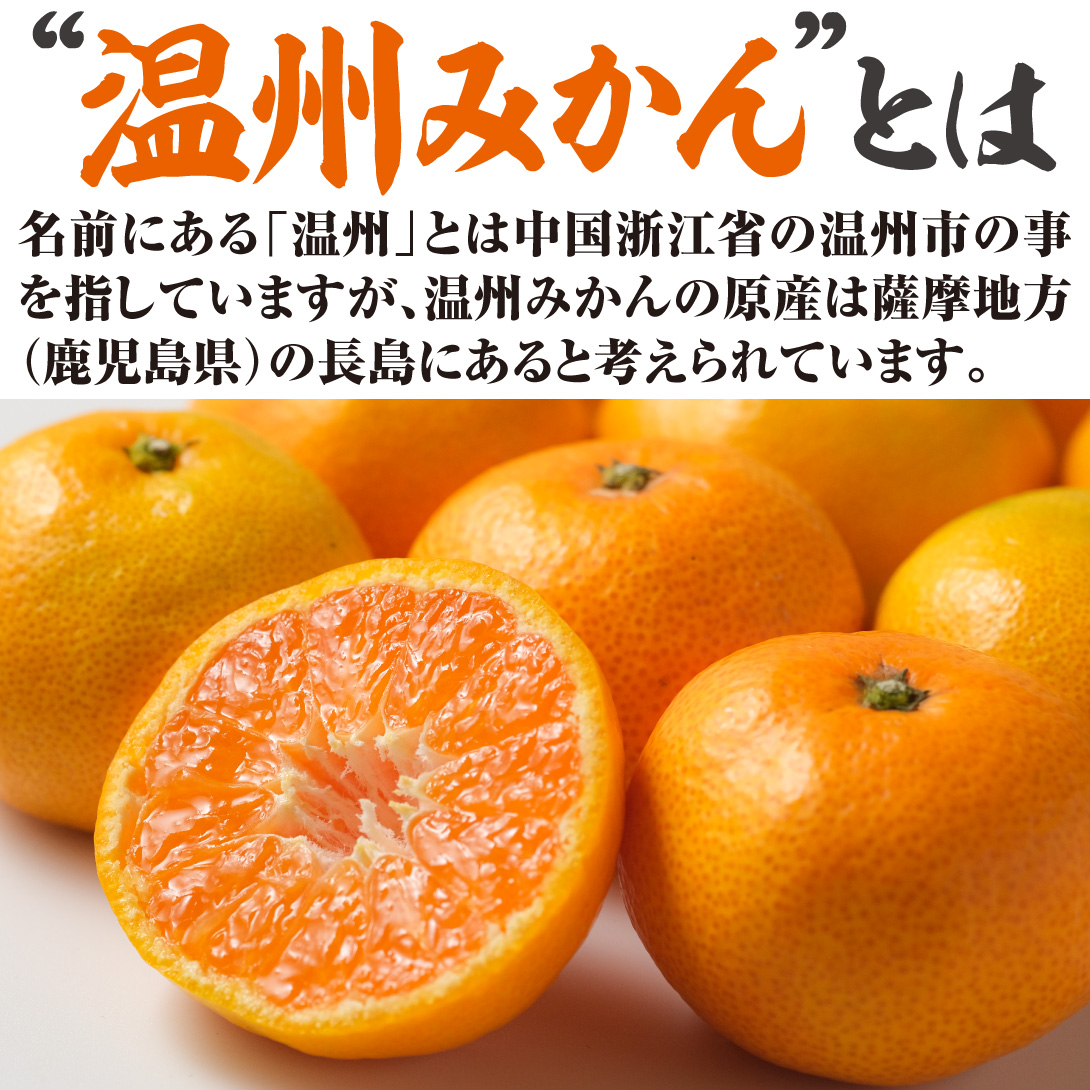 国華園オンラインショップ / 果樹苗 カンキツ 温州みかん 宮川早生 1株
