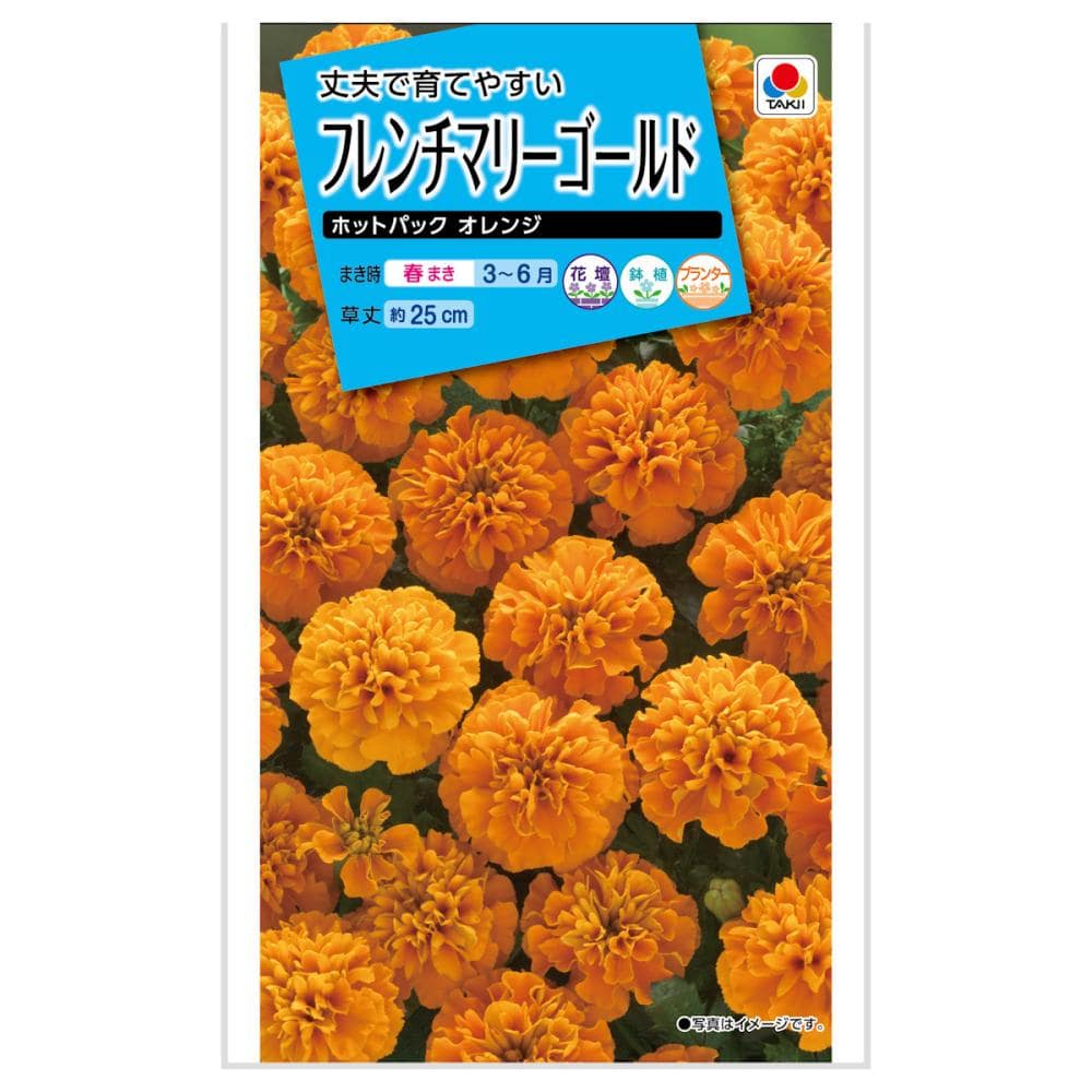 マリーゴールド種子 フレンチマリーゴールド ホットパック オレンジ の