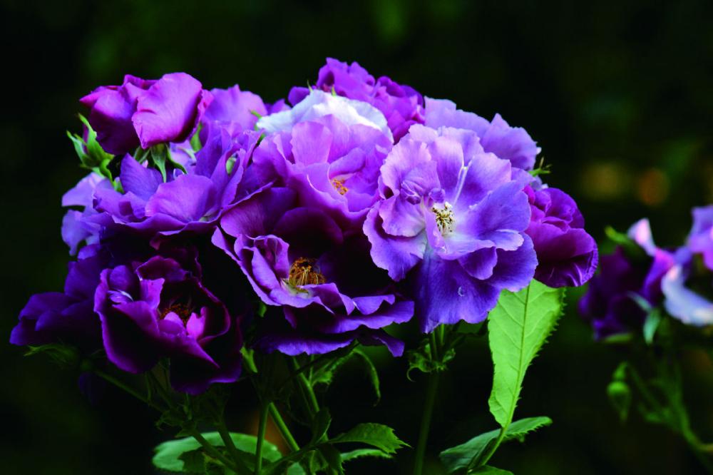 完売御礼【バラ予約】 バラ大苗 ラプソディ・イン・ブルー 【申込期限