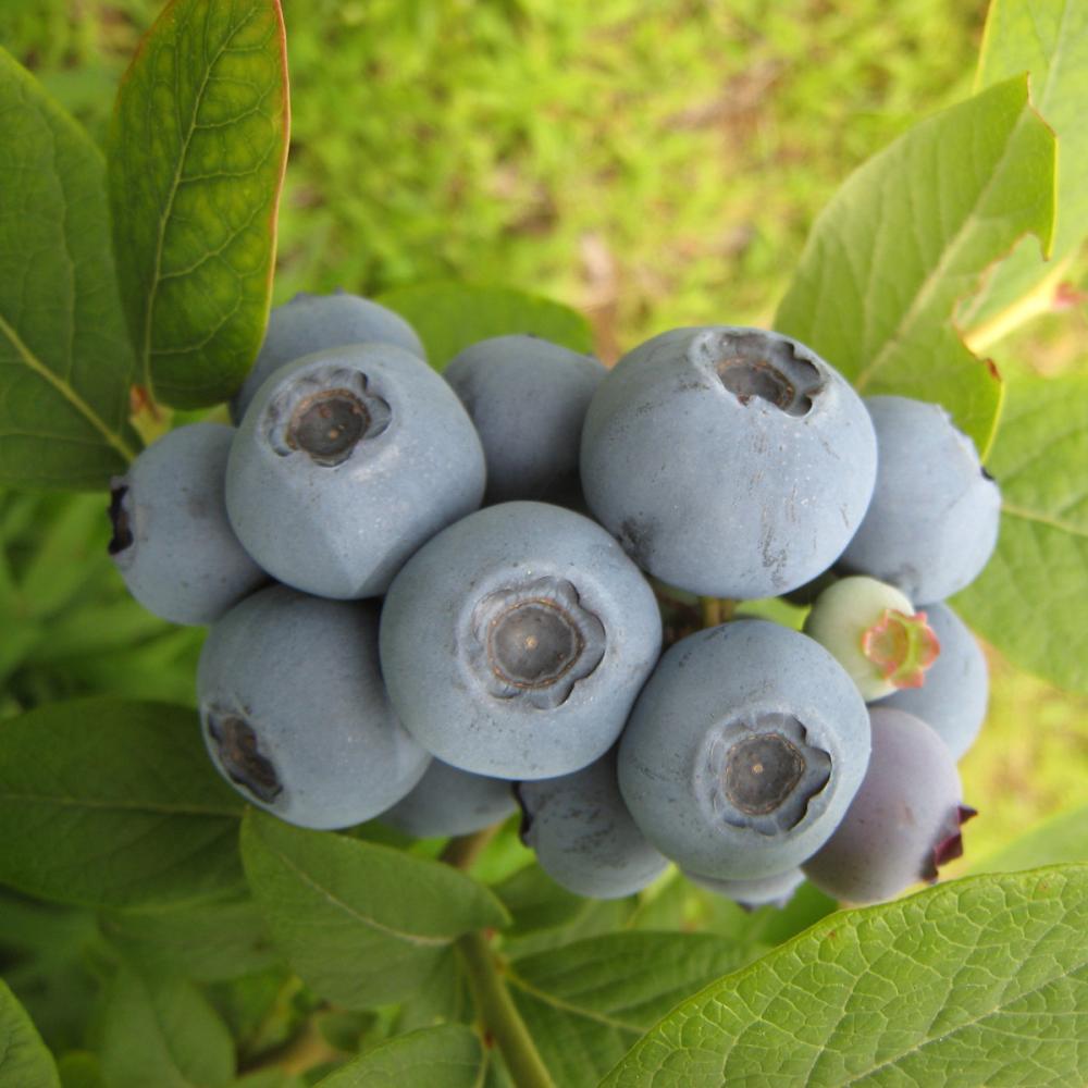 春予約】 ブルーベリー苗 サザンハイブッシュ系 サミット 【申込期限