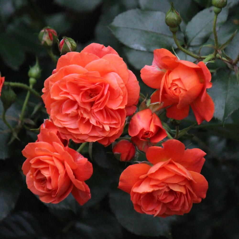 バラ予約】 バラ大苗 セプテンバー・トワイライト 【申込期限：2月