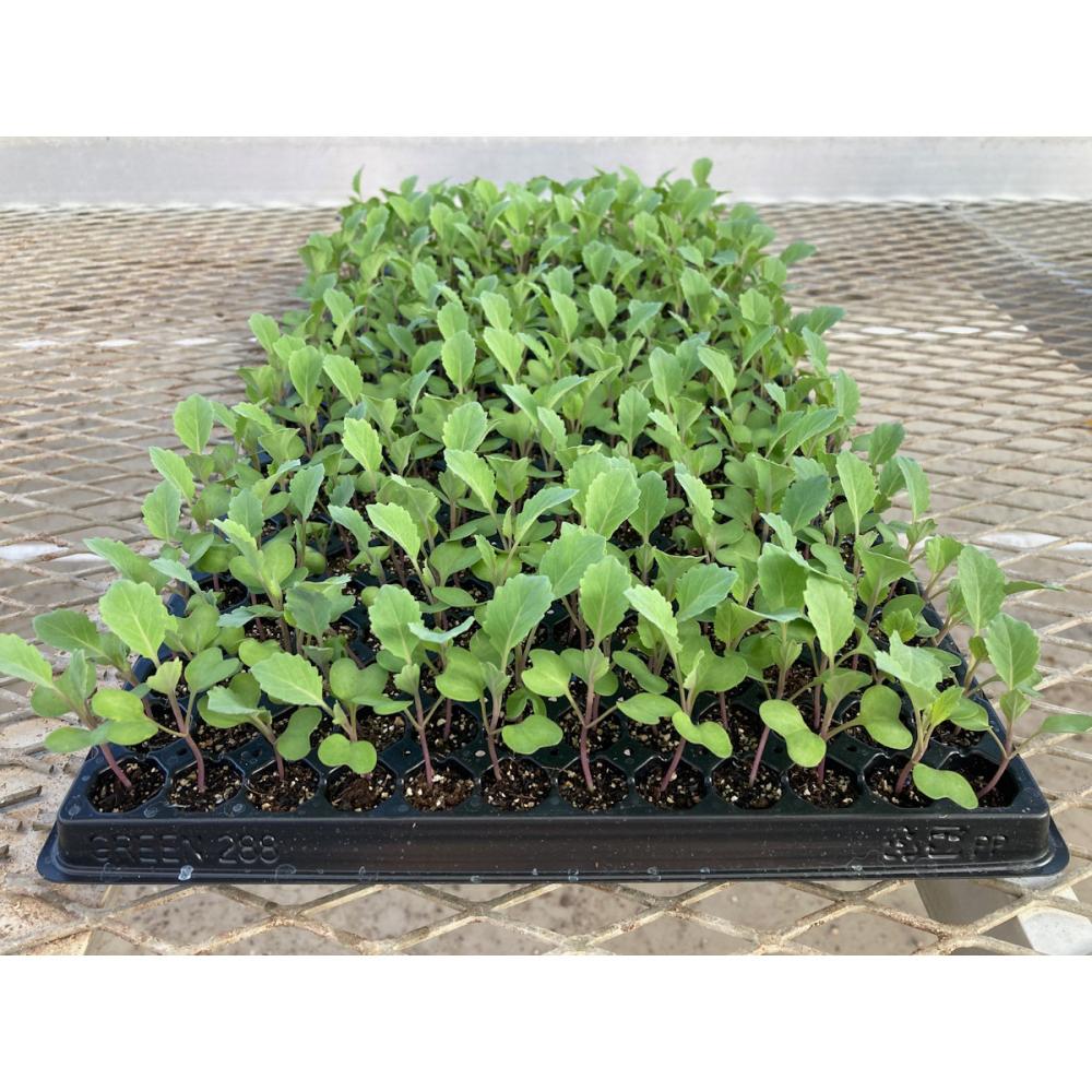 葉菜苗予約】 キャベツ苗 中生 新藍 288穴 3トレー の通販