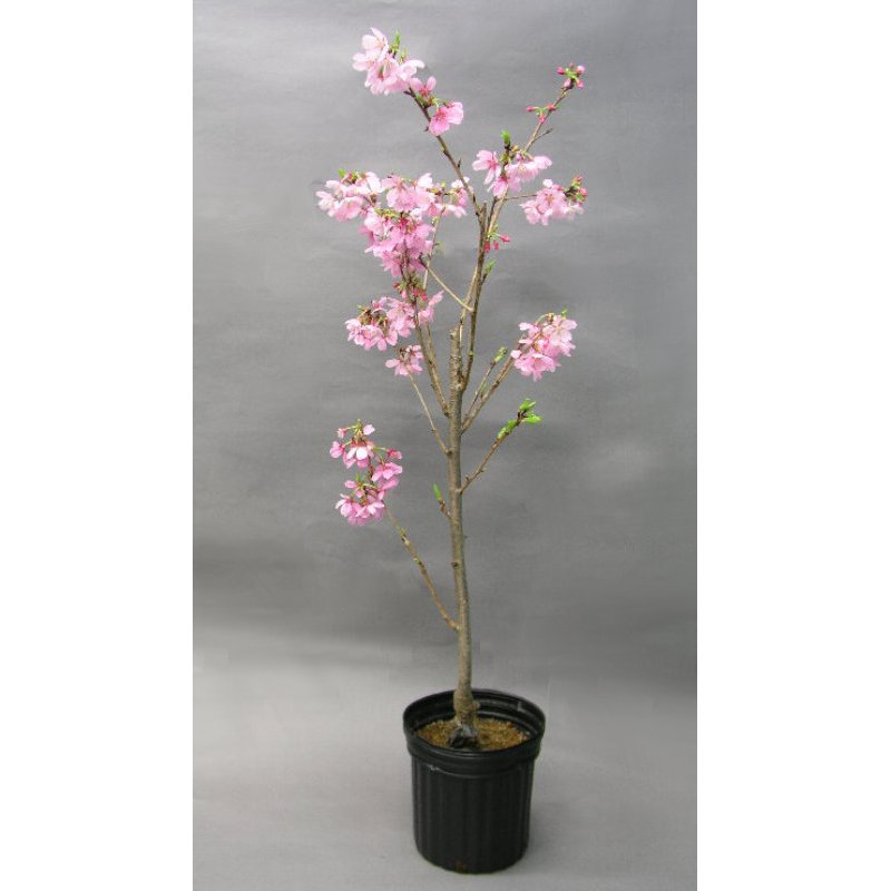 卒入学・春植物予約】 サクラ苗 プリンセス雅 18cmポット 【申込