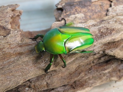 新成虫☆WF1☆シュルツサスマタツノカナブン（モルガンサスマタツノ