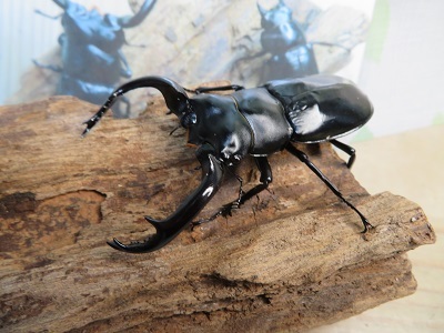 大人気種☆Dibang Valley産☆ウエストウッディ オオシカクワガタ♂76