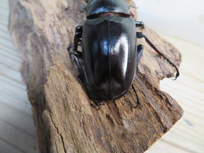 ☆稀少新成虫☆ギラファノコギリクワガタ（亜種ニルギリエンシス）♂88