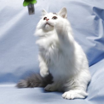 マンチカンの白猫（ホワイト系）の子猫を探す｜ブリーダー直販の子猫