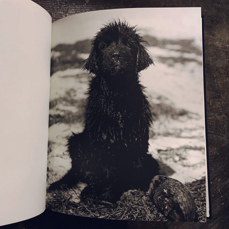 ブルース・ウェーバー BRUCE WEBER ｜ GENTLE GIANTS: A BOOK OF