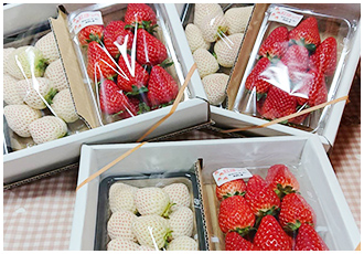 03 ストロベリーガーデン おぎしま｜こしがやふぁーまーず