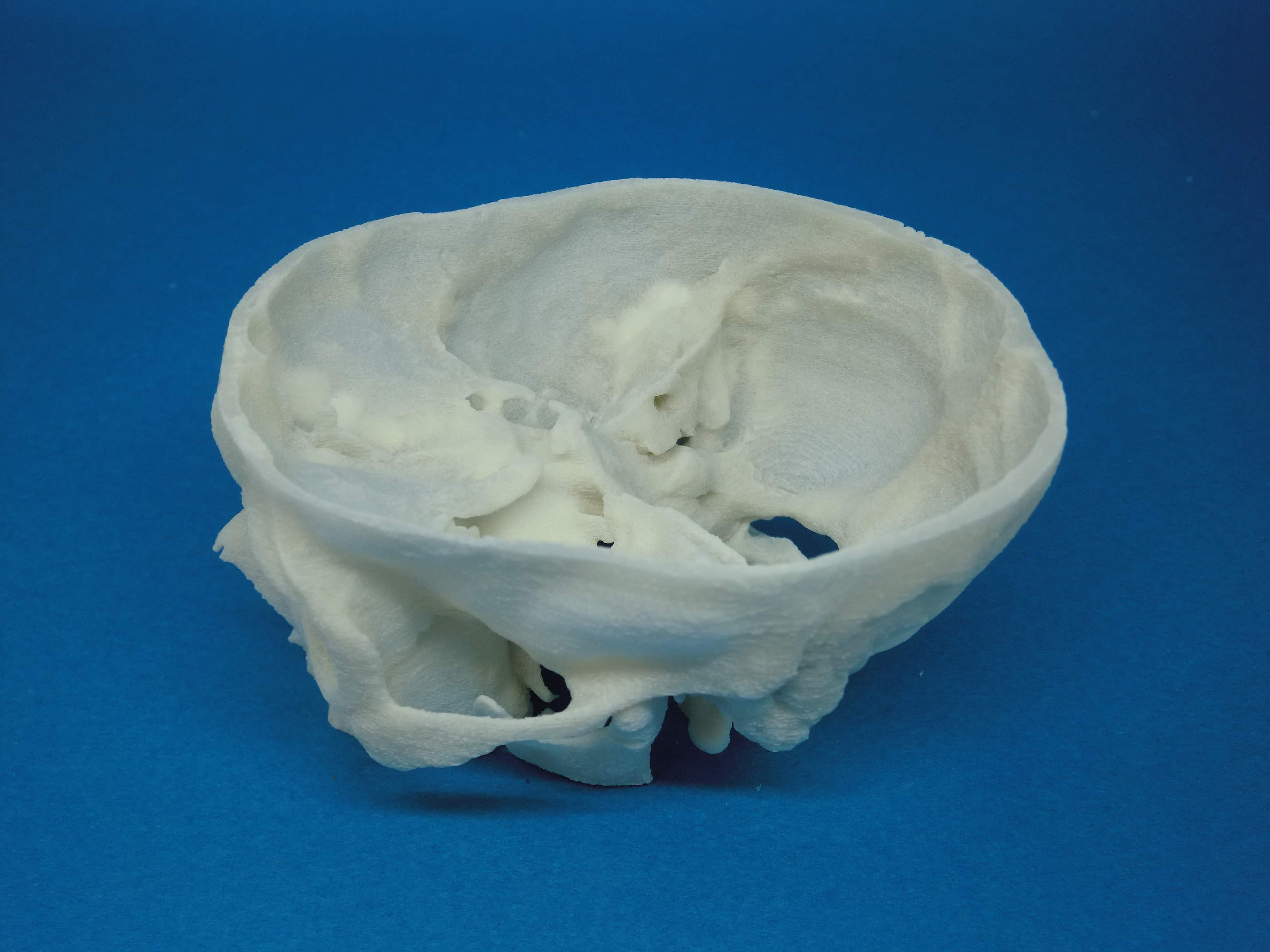 頭蓋底0.5倍 A21-0.5の医療模型 | 3DモデルのKEZLEX