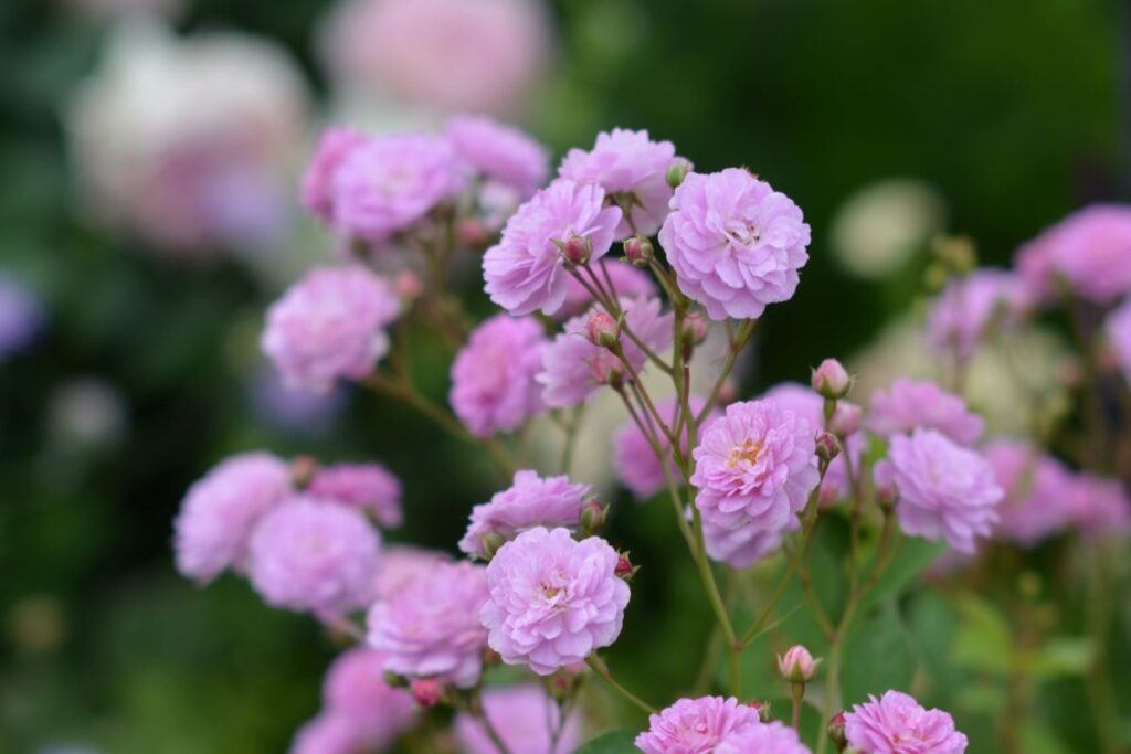 ローズ・ドゥ・メルスリー2025秋新品種発表 | 河本バラ園