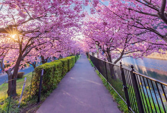 花情報 | 伊豆・河津町観光協会