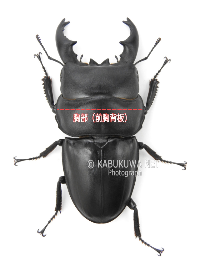 アルキデスヒラタクワガタ ♂60－69mm 短歯 ペア ベンクール