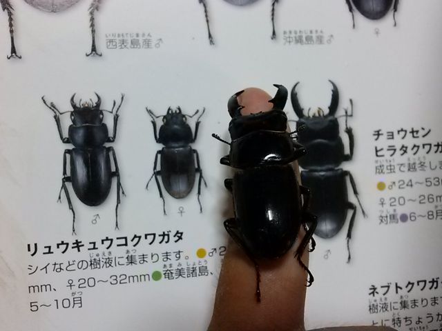 家族で過ごす対馬の夏休み」（魚釣り・昆虫採集・シーカヤック