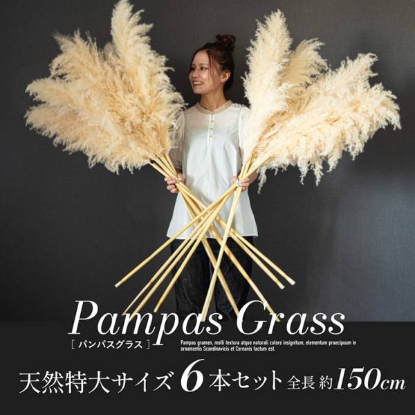 Pampas Grass(パンパスグラス) 特大サイズ 150cm 6本セットの通販情報