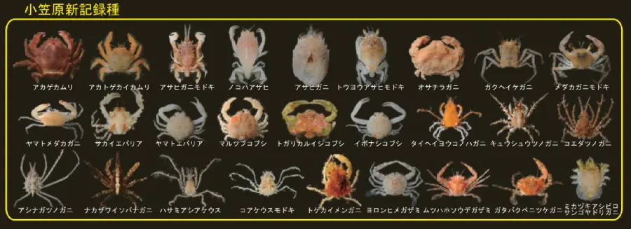 深海に甲殻類を求めて | 国立科学博物館 National Museum of Nature