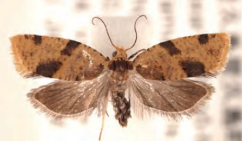 日本の蛾類相解明を目指して | 国立科学博物館 National Museum of