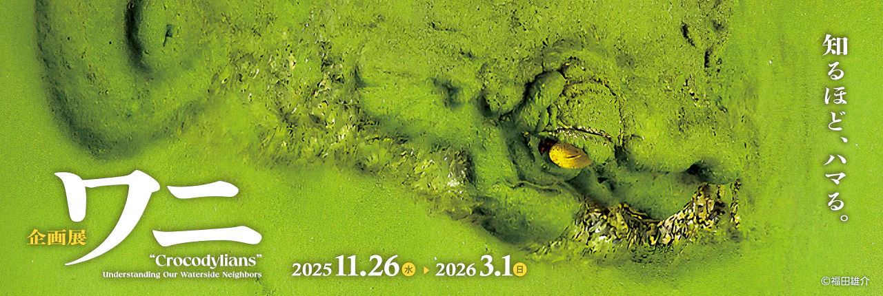 ワニ | 国立科学博物館 National Museum of Nature and Science,Tokyo