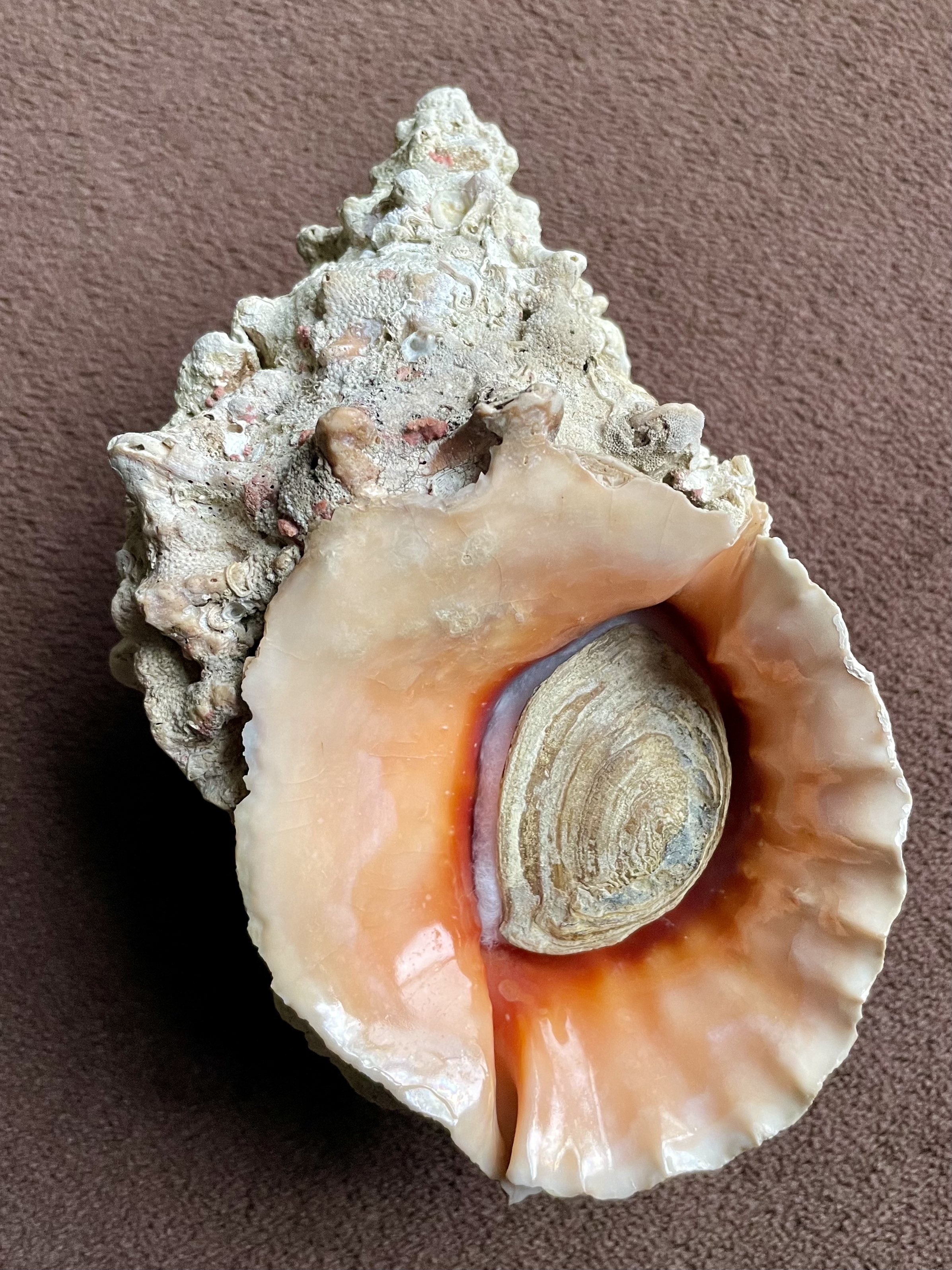 No. 58 オオナルトボラ（大鳴門法螺） 貝殻の問屋さん- 世界の貝殻