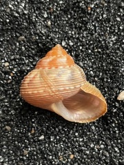 No. 62 エビスガイ(恵比寿貝) 貝殻の問屋さん- 世界の貝殻・自然素材