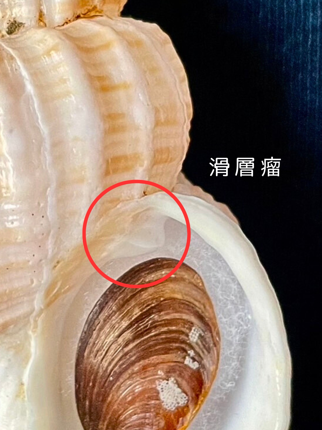 No. 55 アヤボラ（綾法螺） 貝殻の問屋さん- 世界の貝殻・自然素材