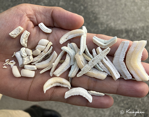 水槽掃除で拾ったサメ・エイの歯 | 市立しものせき水族館｢海響館｣ 公益