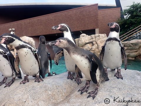 フンボルトペンギン特別保護区に1羽模様の違うペンギンが⁉ | 市立し