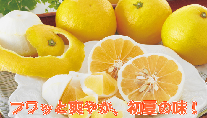 ニューサマーオレンジ（日向夏） | みかん大事典 | みかんのことなら