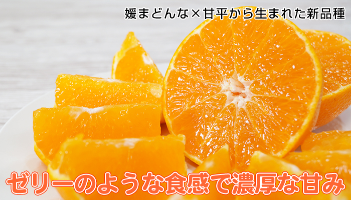 愛媛果試第48号 | みかん大事典 | みかんのことなら「のま果樹園