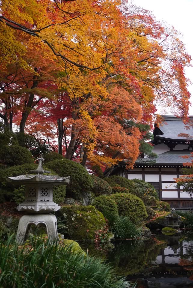 今が見頃 第8回 お殿様が愛した 諏訪紅葉三山めぐり〜 – 神秘なる諏訪