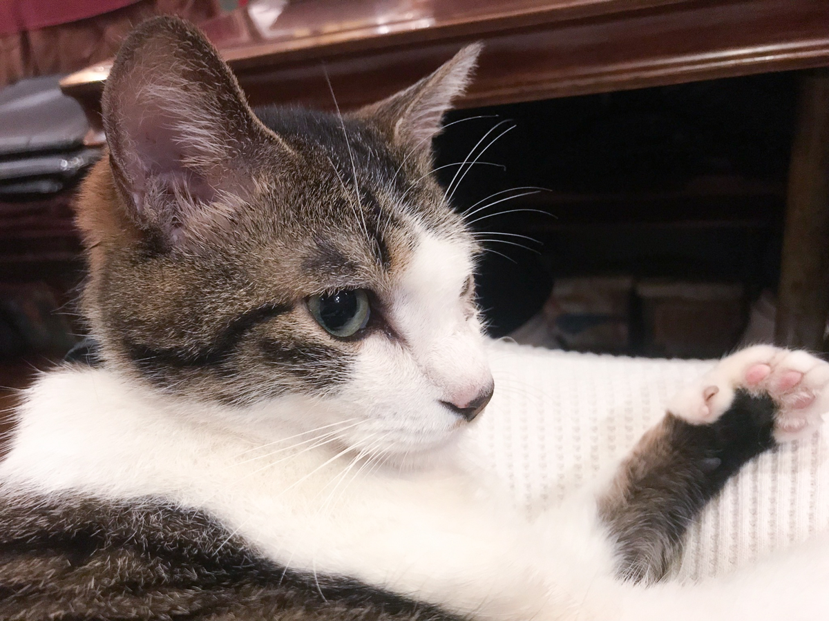 新宿のレトロ喫茶店〈アルル〉で看板ネコに出会う | かもめと街