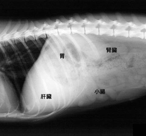 X線検査の読影について｜京都市左京区の動物病院「かもがわ動物医療