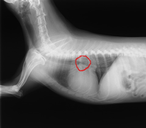 X線検査の読影について｜京都市左京区の動物病院「かもがわ動物医療