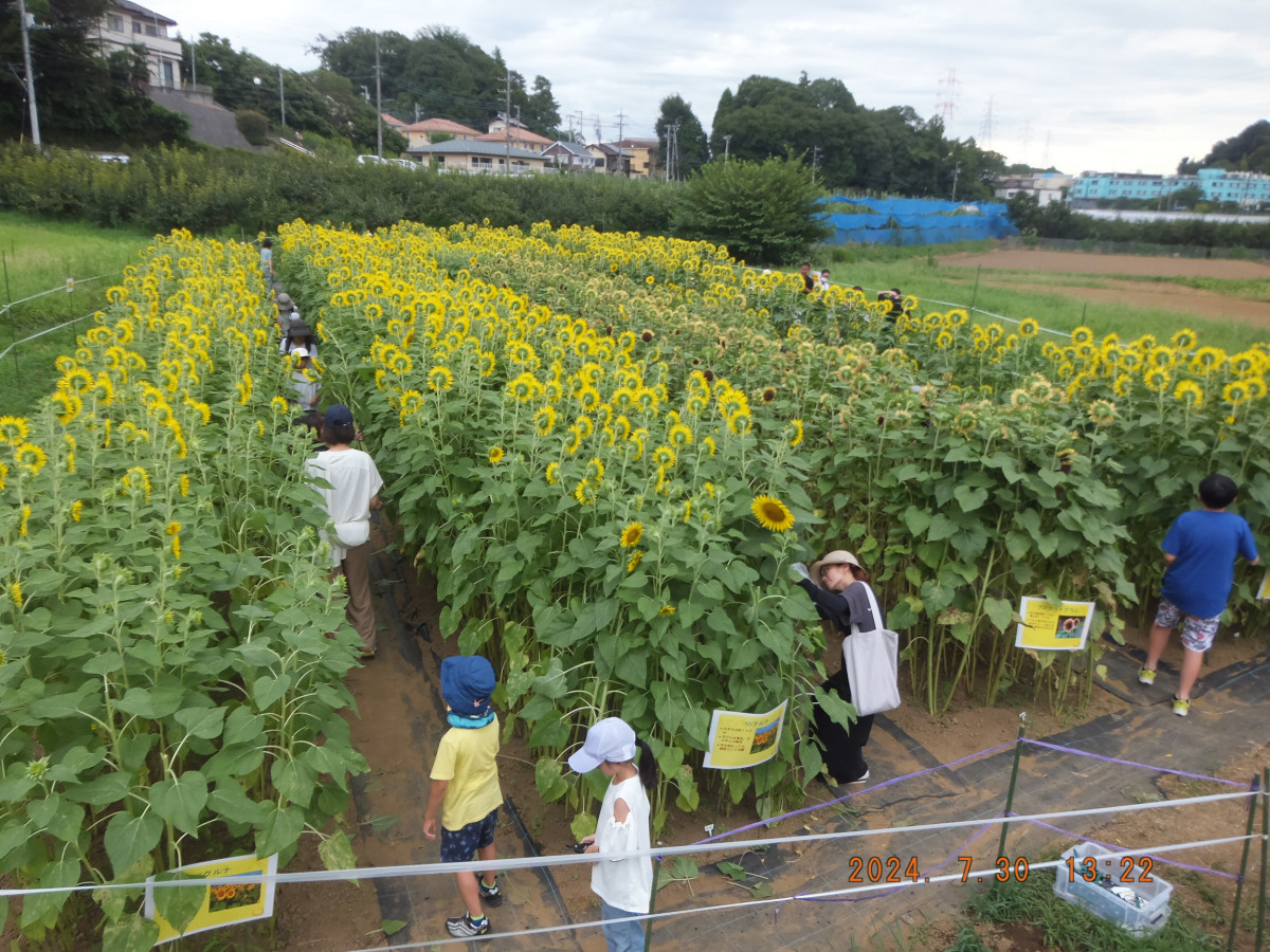 黒川ヒマワリ畑の開放＆摘み取り体験【川崎市麻生区】｜体験・観光