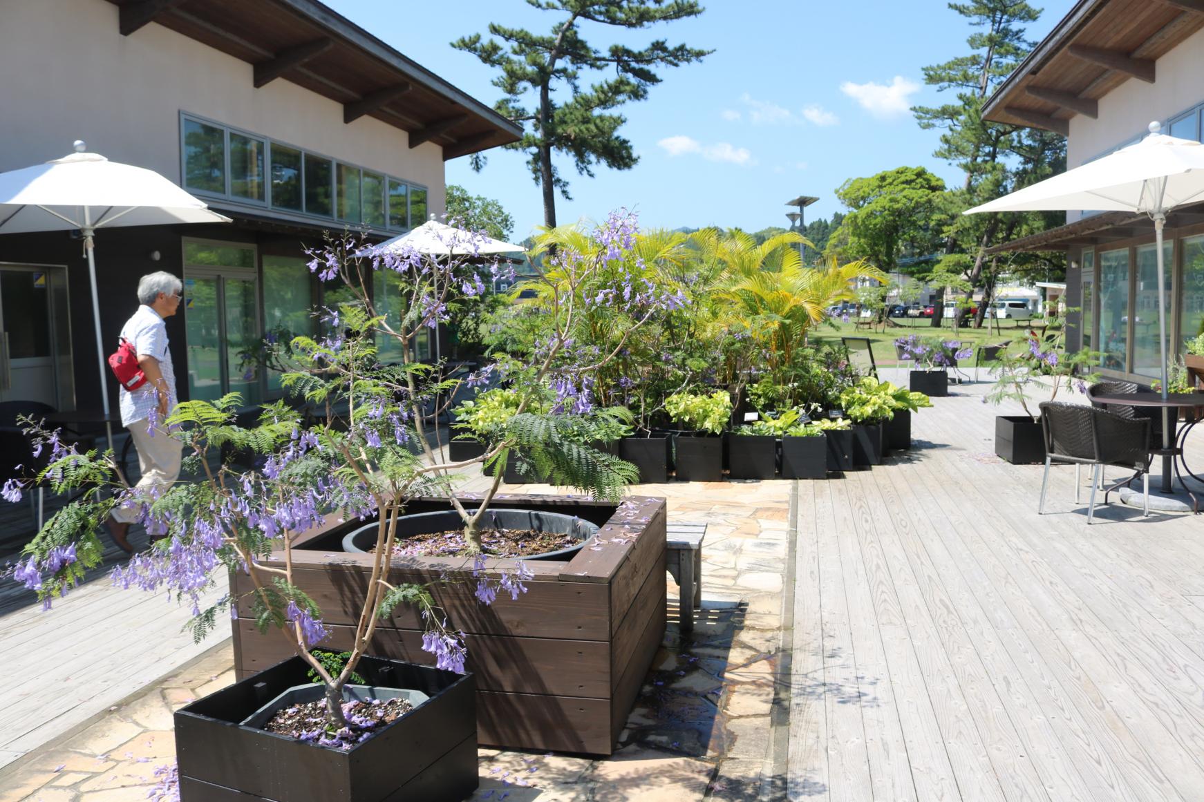 宮交ボタニックガーデン青島 ジャカランダガーデン | イベント | 宮崎
