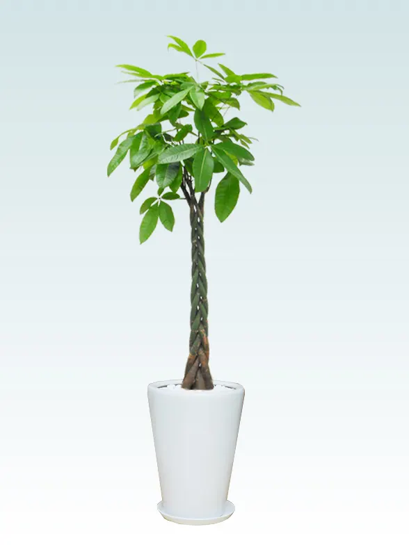 観葉植物,Lサイズ,陶器鉢ラウンドタイプ 観葉植物の通販 | オアシス