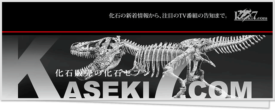 新着化石 ティラノサウルス歯化石 | 化石セブンの最新情報