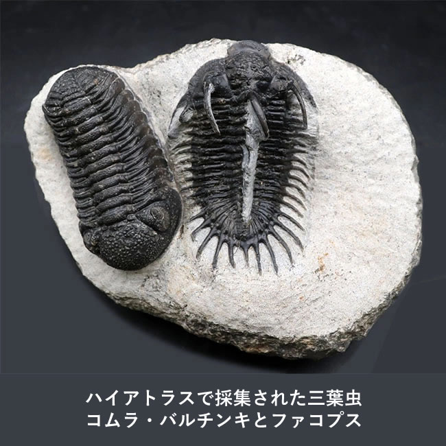 三葉虫モロッコ②Hollardops?ホラドプス 稀少 デボン紀 三葉虫化石