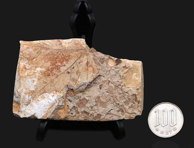 那須塩原産、古塩原湖の湖底堆積物に由来すると考えられる木の葉化石