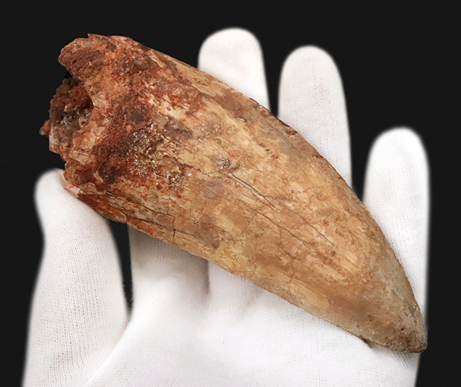 これこそ巨大歯！ 長く、そして太い！ この迫力の前では、他の存在が霞