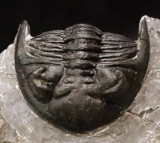 フリル・複眼・頬棘……三大特徴がしっかりと残った、約4億年前の三葉虫