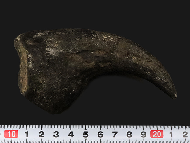 17年の社史でわずか2点目！恐竜化石コレクター垂涎の逸品…アロサウルス