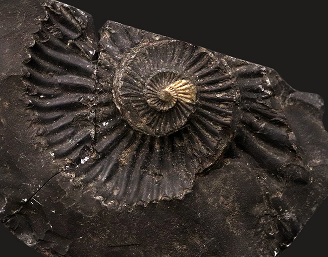 ずっしりと重く存在感あり！ネパール・ヒマラヤ産のジュラ紀の