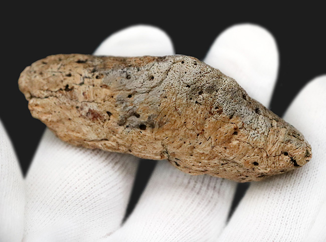 あのフリルの外縁を覆っている装飾部位、トリケラトプス（Triceratops