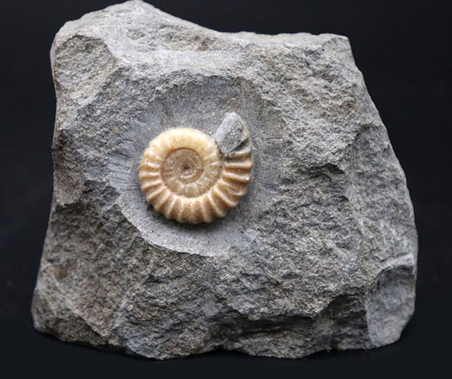 全体がメノウ化していて美しい！母岩とのバランスが絶妙な