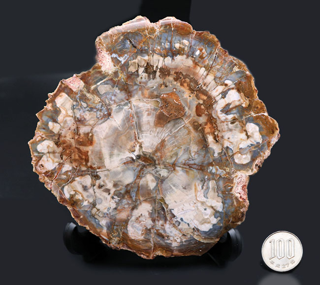 ホワイトやグレイッシュブルーを呈する、およそ2億5千万年前の樹木の