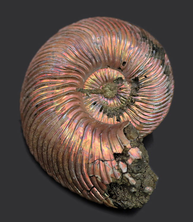 金色の遊色を楽しめる個性的な化石、約1億6000万年前のジュラ紀