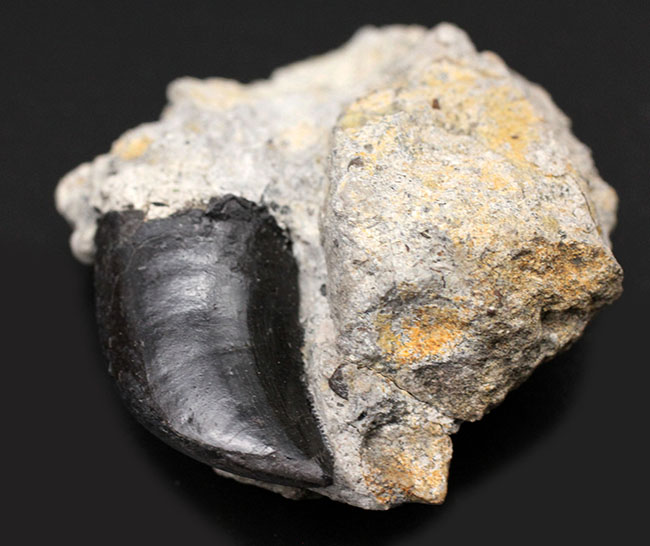 ベリーレア！モリソン層らしいマットブラックが渋い！あのアロサウルス