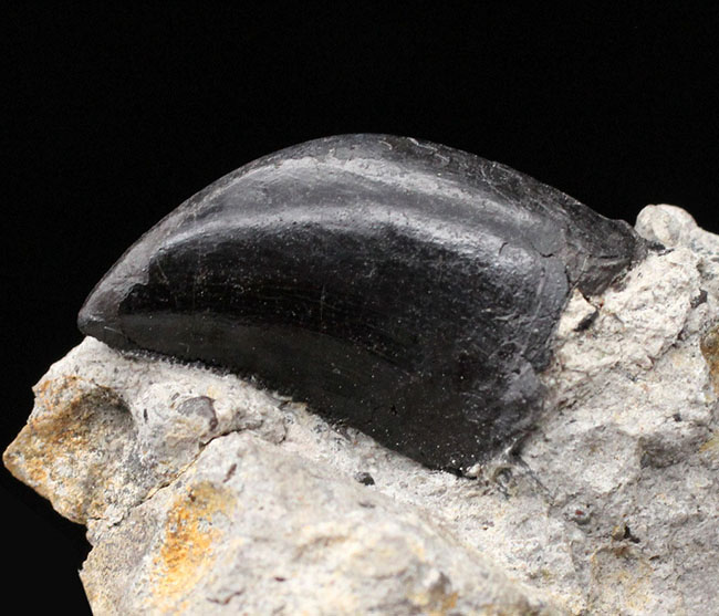 ベリーレア！モリソン層らしいマットブラックが渋い！あのアロサウルス